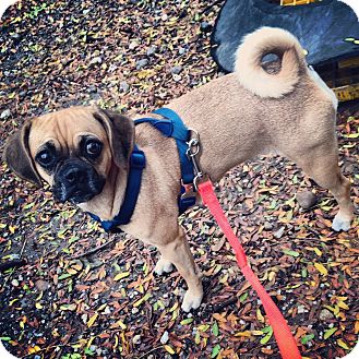 Pug/Beagle Mix Dog for Sale in New York, New York - Wednesday Pug/Beagle Mix Dog for Sale in New York, New York - Wednesday