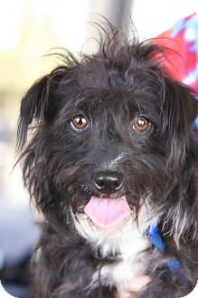 Scottie, Scottish Terrier Mix Dog for Sale in Scottsdale, Arizona - Oscar Scottie, Scottish Terrier Mix Dog for Sale in Scottsdale, Arizona - Oscar