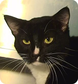 Domestic Shorthair Cat for Sale in El Cajon, California - Chelsea Domestic Shorthair Cat for Sale in El Cajon, California - Chelsea