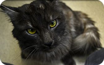 Domestic Mediumhair Cat for Sale in Chula Vista, California - Maurice Domestic Mediumhair Cat for Sale in Chula Vista, California - Maurice