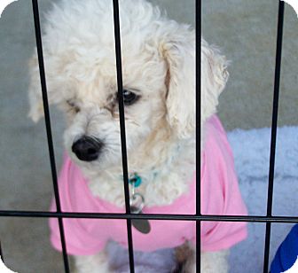 Poodle (Toy or Tea Cup) Mix Dog for Sale in Greensboro, Georgia - Angel Poodle (Toy or Tea Cup) Mix Dog for Sale in Greensboro, Georgia - Angel