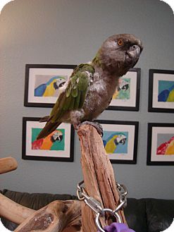 Poicephalus (including Senegal and Meyer's) for Sale in Redlands, California - Queso Poicephalus (including Senegal and Meyer's) for Sale in Redlands, California - Queso