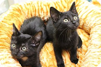 Domestic Shorthair Kitten for Sale in Chicago, Illinois - Dexter & Dwayne Domestic Shorthair Kitten for Sale in Chicago, Illinois - Dexter & Dwayne