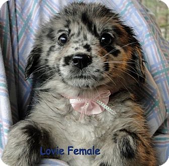 Australian Shepherd/Labrador Retriever Mix Puppy for Sale in Danbury, Connecticut - Lovie ADOPTION PENDING Australian Shepherd/Labrador Retriever Mix Puppy for Sale in Danbury, Connecticut - Lovie ADOPTION PENDING