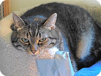 American Shorthair Cat for Sale in Victor, New York - Ellie American Shorthair Cat for Sale in Victor, New York - Ellie