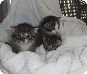 Domestic Mediumhair Kitten for Sale in Barnegat, New Jersey - Lucky Domestic Mediumhair Kitten for Sale in Barnegat, New Jersey - Lucky