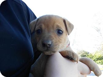 German Shepherd Dog Mix Puppy for Sale in Atascadero, California - Taylor German Shepherd Dog Mix Puppy for Sale in Atascadero, California - Taylor