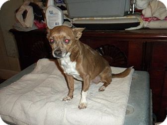 Chihuahua Mix Dog for Sale in Childress, Texas - Hershey Chihuahua Mix Dog for Sale in Childress, Texas - Hershey