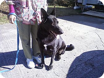 German Shepherd Dog Dog for Sale in Greeneville, Tennessee - Tanya German Shepherd Dog Dog for Sale in Greeneville, Tennessee - Tanya