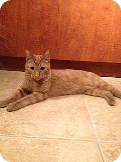 Domestic Shorthair Cat for Sale in Laval, Quebec - Karmy Domestic Shorthair Cat for Sale in Laval, Quebec - Karmy