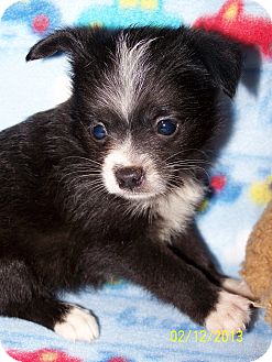 Chihuahua/Pomeranian Mix Puppy for Sale in Sherman, Connecticut - Valentino Betty's Dog Chihuahua/Pomeranian Mix Puppy for Sale in Sherman, Connecticut - Valentino Betty's Dog