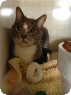 Domestic Shorthair Cat for Sale in Wenatchee, Washington - Ashlund Domestic Shorthair Cat for Sale in Wenatchee, Washington - Ashlund