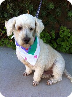 Scottie, Scottish Terrier/Poodle (Miniature) Mix Dog for Sale in San Diego, California - BO, watch my video! Scottie, Scottish Terrier/Poodle (Miniature) Mix Dog for Sale in San Diego, California - BO, watch my video!