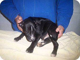 Labrador Retriever/Shepherd (Unknown Type) Mix Puppy for Sale in Germantown, Maryland - Turk Labrador Retriever/Shepherd (Unknown Type) Mix Puppy for Sale in Germantown, Maryland - Turk