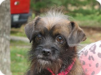 Terrier (Unknown Type, Small)/Yorkie, Yorkshire Terrier Mix Dog for Sale in Washington, D.C. - Chelsey Terrier (Unknown Type, Small)/Yorkie, Yorkshire Terrier Mix Dog for Sale in Washington, D.C. - Chelsey