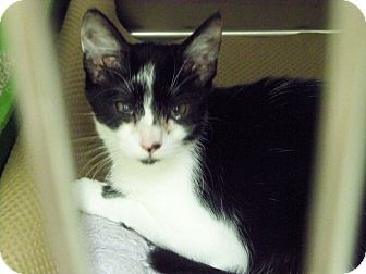 Domestic Shorthair Kitten for Sale in Secaucus, New Jersey - Oreo Domestic Shorthair Kitten for Sale in Secaucus, New Jersey - Oreo