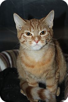 Domestic Shorthair Cat for Sale in North Branford, Connecticut - Buttercup Domestic Shorthair Cat for Sale in North Branford, Connecticut - Buttercup