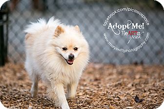 Pomeranian Dog for Sale in Myersville, Maryland - Johnny Pomeranian Dog for Sale in Myersville, Maryland - Johnny