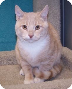 Domestic Shorthair Kitten for Sale in Colorado Springs, Colorado - K-Eva1-Aaron Domestic Shorthair Kitten for Sale in Colorado Springs, Colorado - K-Eva1-Aaron