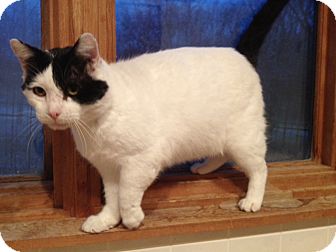 Domestic Shorthair Cat for Sale in Grand Rapids, Michigan - Salvador Domestic Shorthair Cat for Sale in Grand Rapids, Michigan - Salvador