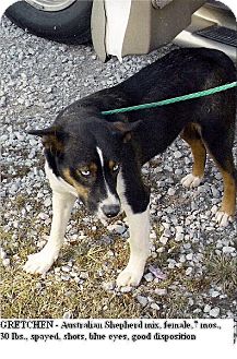 Australian Shepherd Mix Dog for Sale in Moulton, Alabama - Gretchen Australian Shepherd Mix Dog for Sale in Moulton, Alabama - Gretchen