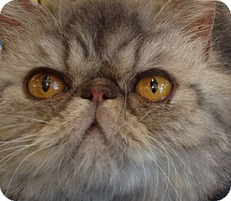 Exotic Cat for Sale in Beverly Hills, California - Brooke Exotic Cat for Sale in Beverly Hills, California - Brooke