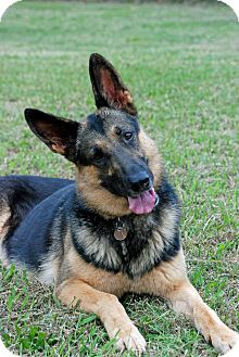 German Shepherd Dog Dog for Sale in Greensboro, Georgia - Lune German Shepherd Dog Dog for Sale in Greensboro, Georgia - Lune