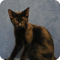 Domestic Shorthair Cat for Sale in Sacramento, California - Alan Domestic Shorthair Cat for Sale in Sacramento, California - Alan