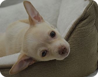Chihuahua Mix Puppy for Sale in Bridgeton, Missouri - Lennon Chihuahua Mix Puppy for Sale in Bridgeton, Missouri - Lennon