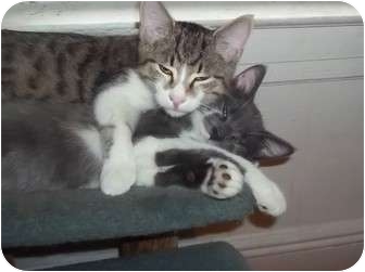 American Shorthair Cat for Sale in douglaston, New York - LOOKIN 4 2 GREAT BOYS American Shorthair Cat for Sale in douglaston, New York - LOOKIN 4 2 GREAT BOYS