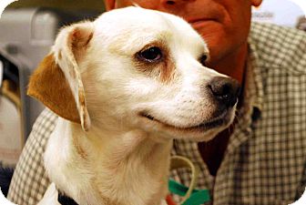 Beagle Mix Dog for Sale in Loudonville, New York - Langley/Bo Beagle Mix Dog for Sale in Loudonville, New York - Langley/Bo