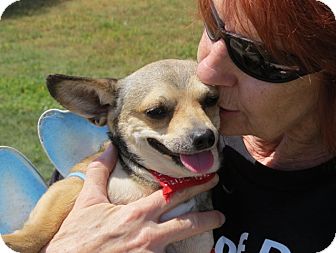 Chihuahua Dog for Sale in Scottsdale, Arizona - Tinkerbell Chihuahua Dog for Sale in Scottsdale, Arizona - Tinkerbell
