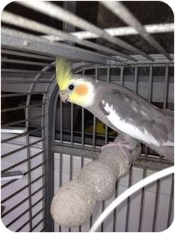 Cockatiel for Sale in Punta Gorda, Florida - Shinju Cockatiel for Sale in Punta Gorda, Florida - Shinju