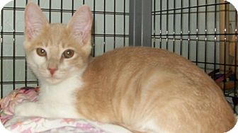Domestic Shorthair Kitten for Sale in Grants Pass, Oregon - Butters Domestic Shorthair Kitten for Sale in Grants Pass, Oregon - Butters
