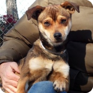 Basenji/Terrier (Unknown Type, Small) Mix Dog for Sale in Athens, Georgia - Lenny Basenji/Terrier (Unknown Type, Small) Mix Dog for Sale in Athens, Georgia - Lenny