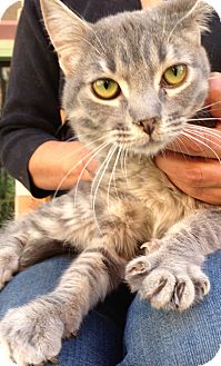 Domestic Mediumhair Kitten for Sale in Thousand Oaks, California - Sara Domestic Mediumhair Kitten for Sale in Thousand Oaks, California - Sara