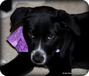 Australian Shepherd/Labrador Retriever Mix Puppy for Sale in Marlton, New Jersey - Baby Riley Australian Shepherd/Labrador Retriever Mix Puppy for Sale in Marlton, New Jersey - Baby Riley
