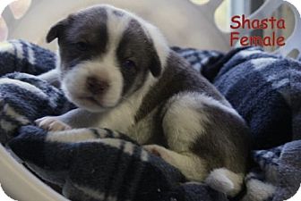 Australian Shepherd/Spaniel (Unknown Type) Mix Puppy for Sale in Danbury, Connecticut - Shasta Australian Shepherd/Spaniel (Unknown Type) Mix Puppy for Sale in Danbury, Connecticut - Shasta