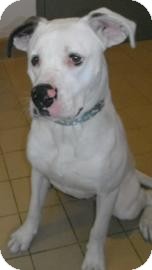 Boxer Mix Dog for Sale in Jackson, Michigan - Leonard Boxer Mix Dog for Sale in Jackson, Michigan - Leonard