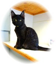 Domestic Mediumhair Kitten for Sale in Shelton, Washington - Kyle Domestic Mediumhair Kitten for Sale in Shelton, Washington - Kyle
