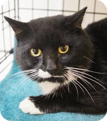 Domestic Shorthair Cat for Sale in Medford, Massachusetts - Pontiac Domestic Shorthair Cat for Sale in Medford, Massachusetts - Pontiac