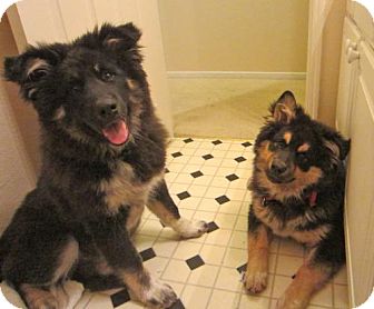 Tibetan Mastiff Mix Puppy for Sale in Atascadero, California - Dude Tibetan Mastiff Mix Puppy for Sale in Atascadero, California - Dude