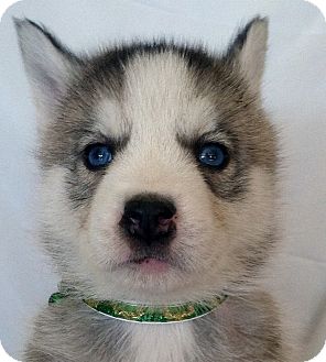 Siberian Husky Puppy for Sale in Thousand Oaks, California - Crystal Siberian Husky Puppy for Sale in Thousand Oaks, California - Crystal