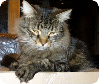 Domestic Mediumhair Cat for Sale in Alexandria, Virginia - Teddy Bear Domestic Mediumhair Cat for Sale in Alexandria, Virginia - Teddy Bear