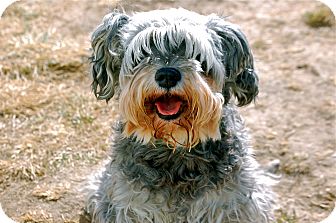Schnauzer (Miniature) Mix Dog for Sale in Meridian, Idaho - Lizzie Schnauzer (Miniature) Mix Dog for Sale in Meridian, Idaho - Lizzie