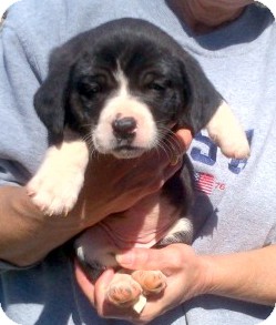 Border Collie/Labrador Retriever Mix Puppy for Sale in Niagra Falls, New York - Baby Bella Border Collie/Labrador Retriever Mix Puppy for Sale in Niagra Falls, New York - Baby Bella