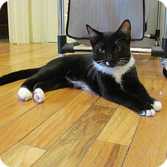 Domestic Shorthair Kitten for Sale in Pittstown, New Jersey - Rambo Domestic Shorthair Kitten for Sale in Pittstown, New Jersey - Rambo