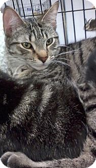 Domestic Shorthair Kitten for Sale in Fairborn, Ohio - Abe-Diamond Litter Domestic Shorthair Kitten for Sale in Fairborn, Ohio - Abe-Diamond Litter