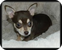 Chihuahua Mix Puppy for Sale in Allentown, Pennsylvania - Peanut Chihuahua Mix Puppy for Sale in Allentown, Pennsylvania - Peanut