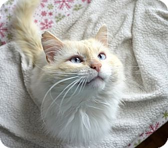 Maine Coon Cat for Sale in Xenia, Ohio - Stewart Maine Coon Cat for Sale in Xenia, Ohio - Stewart